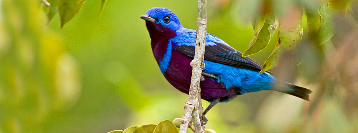 American Bird Consrvancy Banded Cotinga. Photo by Ciro Albano