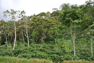 coffee shade trees
