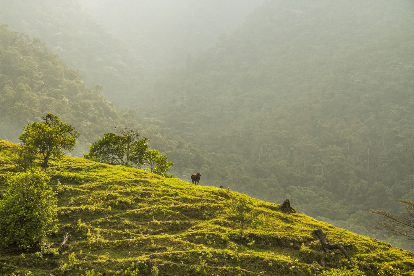 Colombia Avanza hacia la Neutralidad de Emisiones de Carbono  con la Lucha contra la Deforestación y la Restauración de Paisajes como Enfoque Fundamental