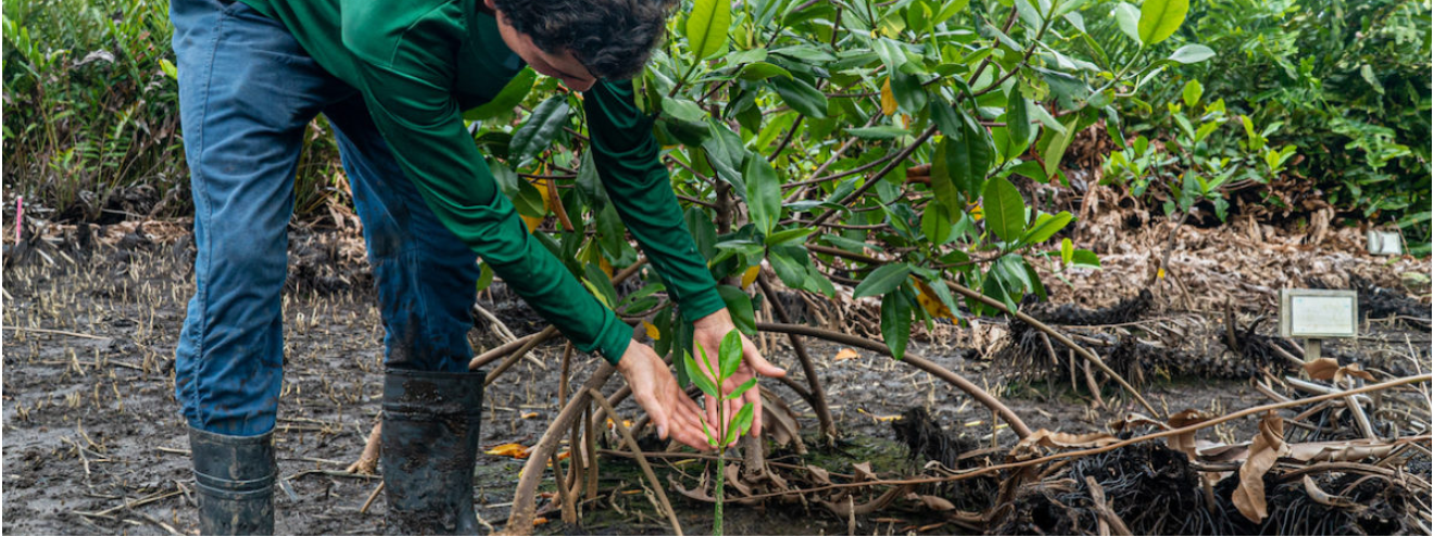 Mangrove forest restoration boosts Costa Rica communities