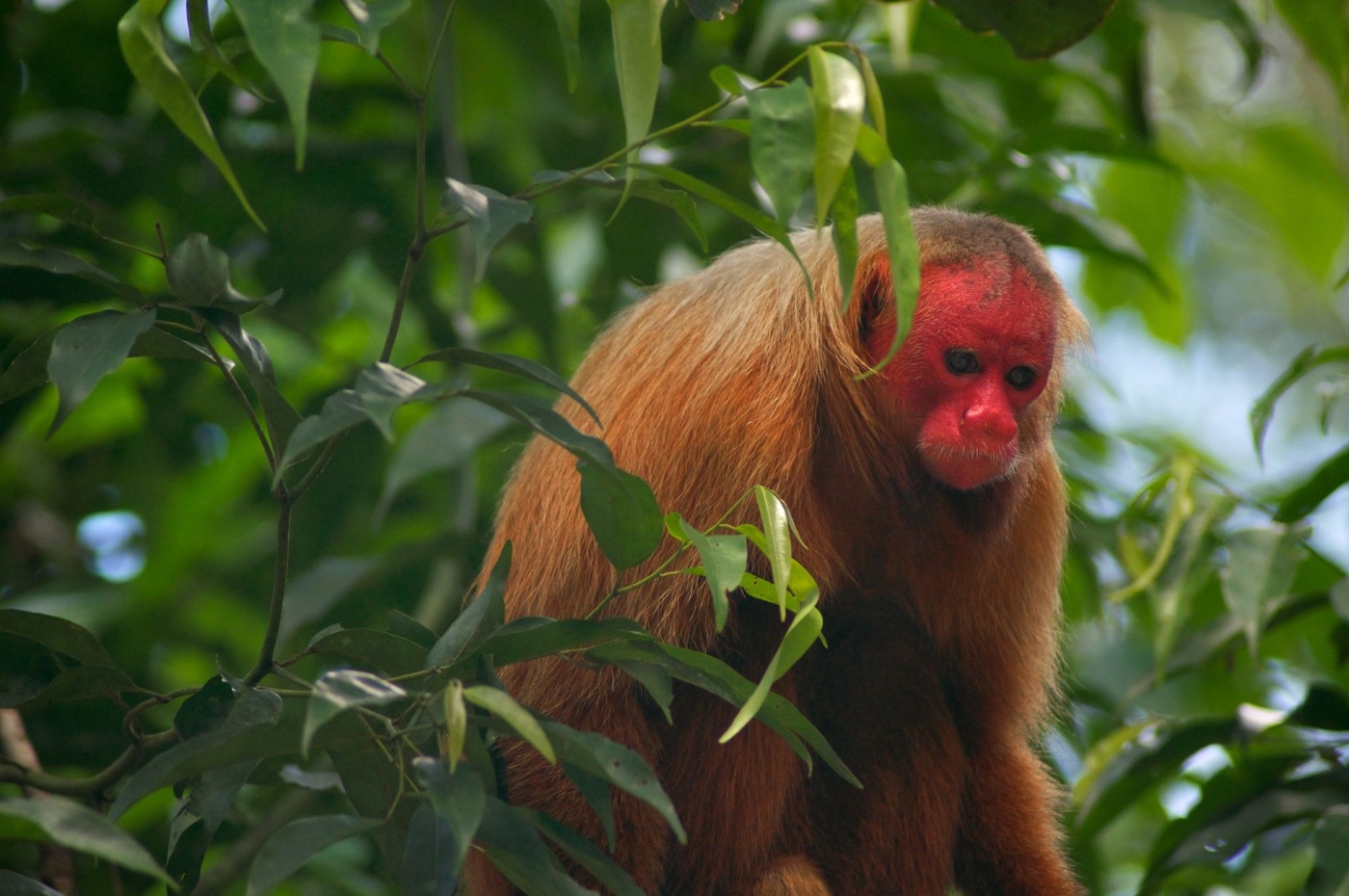 5 Projects Protecting Biodiversity in Latin America's Forests 