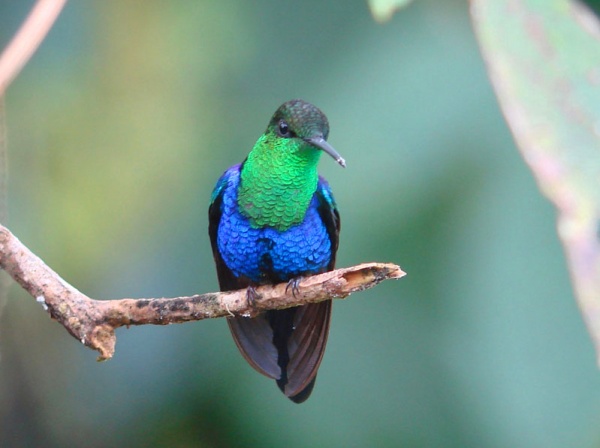 Webinar: Mainstreaming Bird Conservation