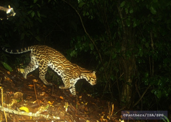 Combinando la conservación de bosques y la protección de biodiversidad: el caso del Programa Conexión Jaguar
