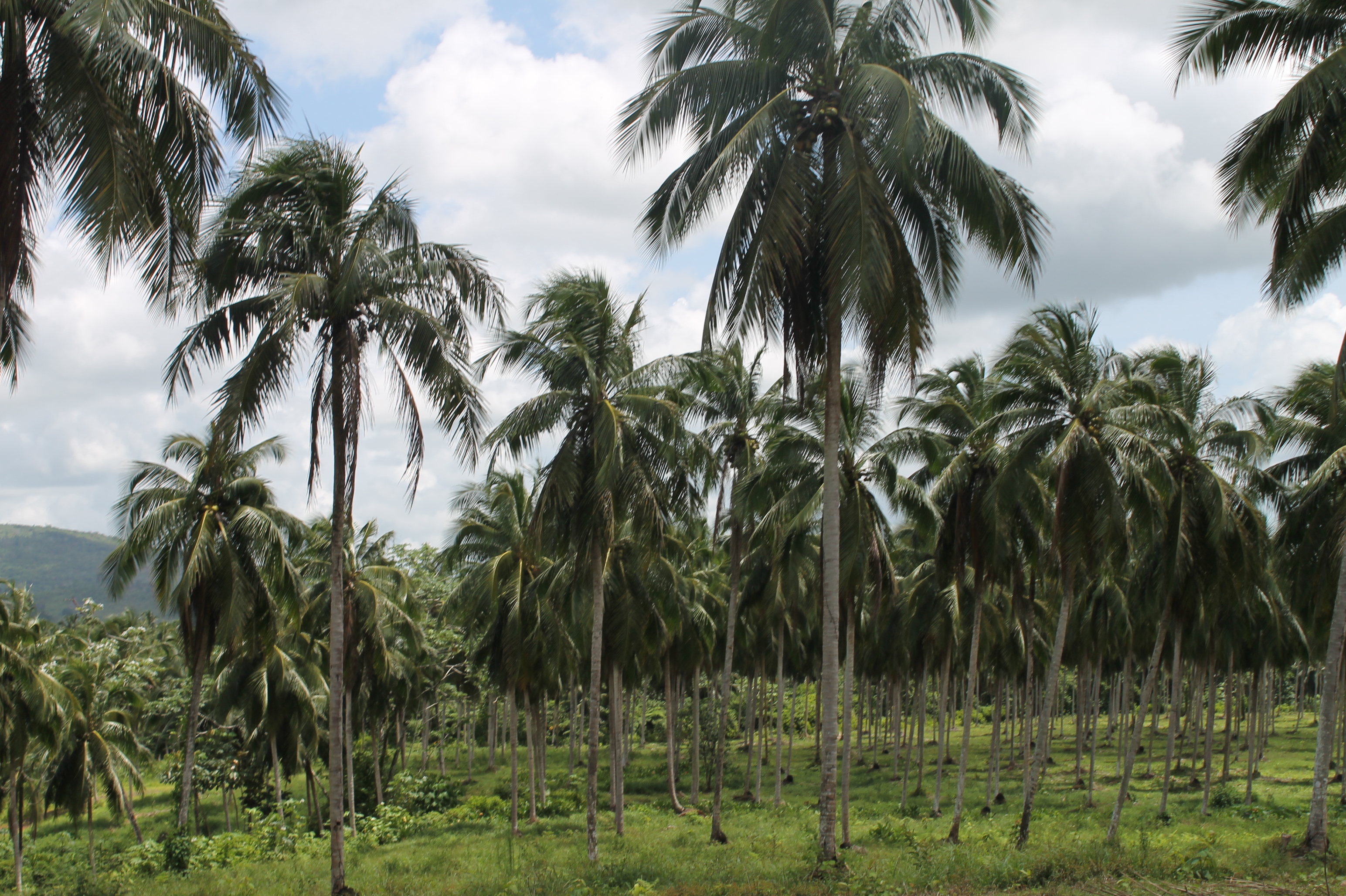 Building a coconut and cocoa agroforestry system in the Dominican