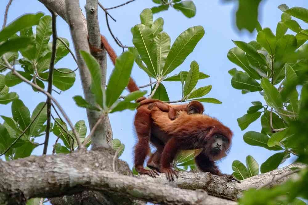 En los relictos del bosque seco tropical de Colombia hay registros de más de 60 especies de mamíferos. Foto: Felipe Villegas (Instituto Humboldt).