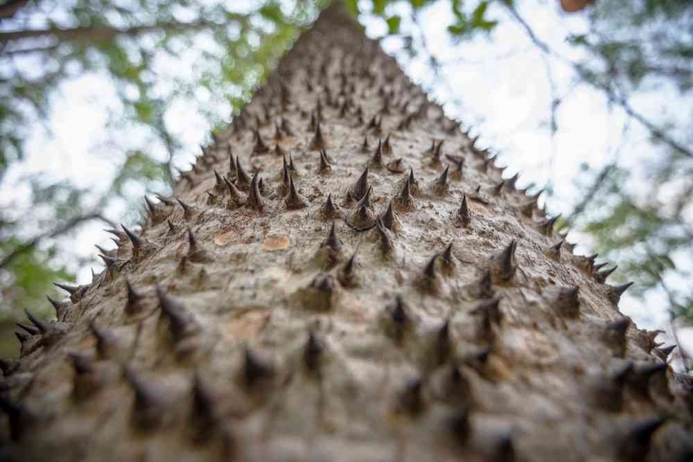 Los árboles del bosque seco tropical se caracterizan por tener espinas y perder sus hojas en época de verano. Foto: Felipe Villegas (Instituto Humboldt).