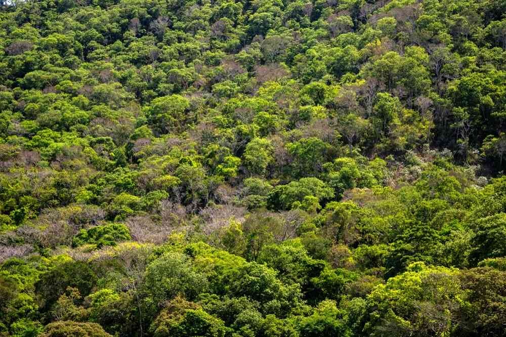 El bosque seco tropical está catalogado como uno de los ecosistemas más amenazados en Colombia. Foto: Felipe Villegas (Instituto Humboldt).