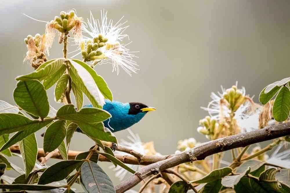 Más de 230 especies de aves habitan en el bosque seco tropical de Colombia. Foto: Felipe Villegas (Instituto Humboldt).