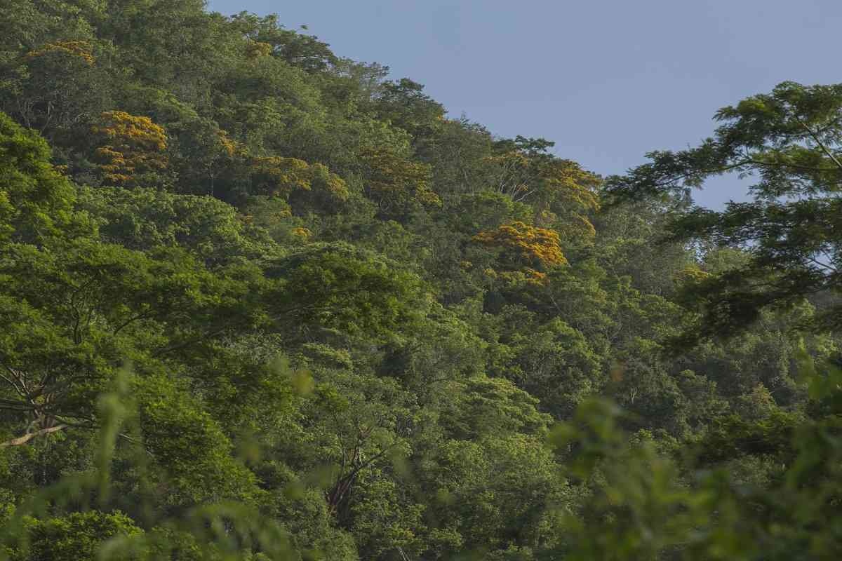El bosque seco colombiano alberga más de 2.600 especies de plantas, de las cuales cerca de 83 son endémicas para el país. Foto: PNUD