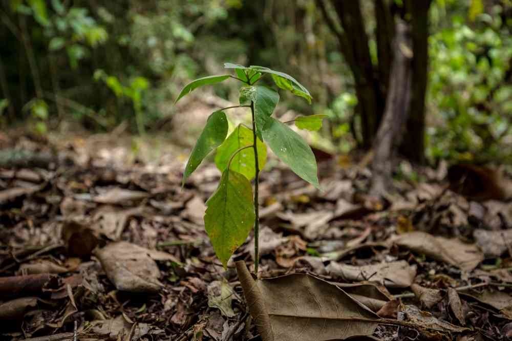 Cerca de un millón de hectáreas de bosque seco tropical sobreviven en fragmentos aislados del Caribe, los valles interandinos y la Orinoquia. Foto: Felipe Villegas (Instituto Humboldt).