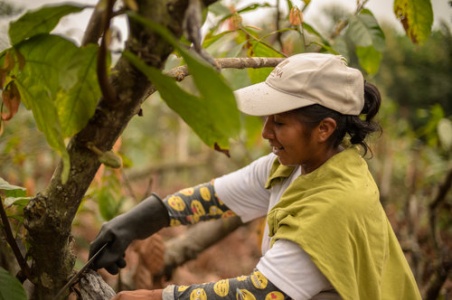 Growing high-value cocoa in Ecuador for the world's top chocolate ...