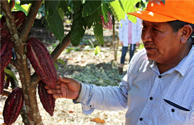 Man displaying a cocoa pod on a tree