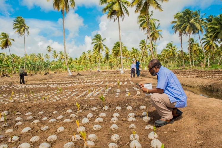 Revitalizing the coconut market and restoring land in Guyana