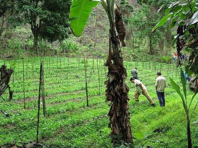 From Tree-Planting Drones to Shade-Grown Tea: Businesses Are Making Money by Reforesting the Planet