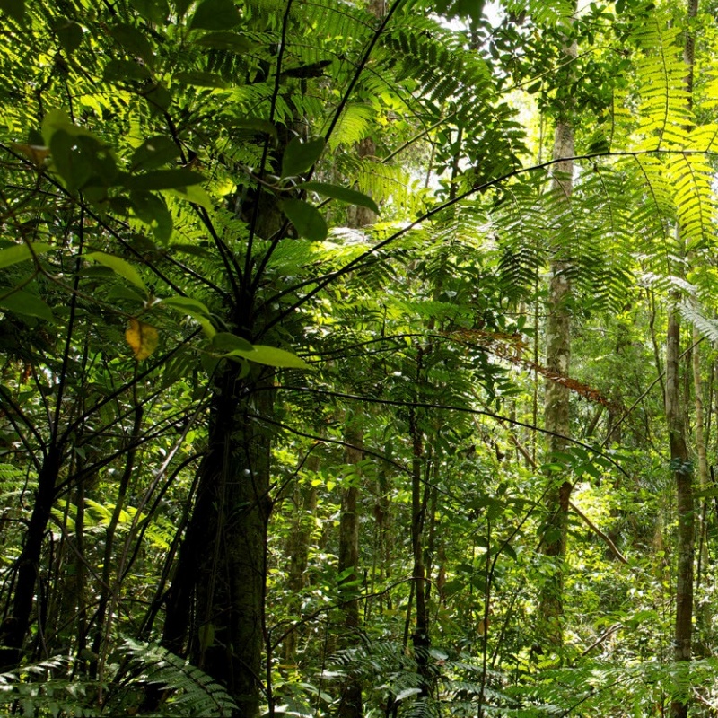 Conservación Patagónica and Douglas Tompkins: A Legacy of Natural Restoration in Latin America