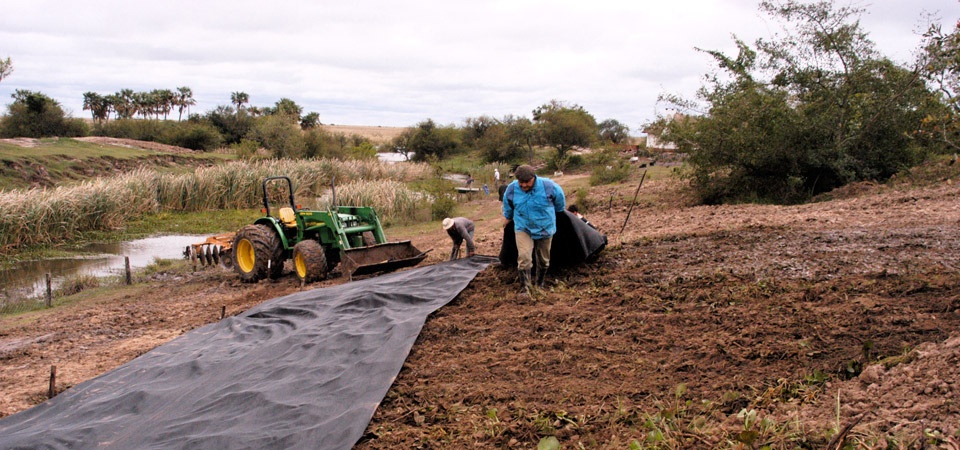 Landscape restoration in Chile is more than just planting trees