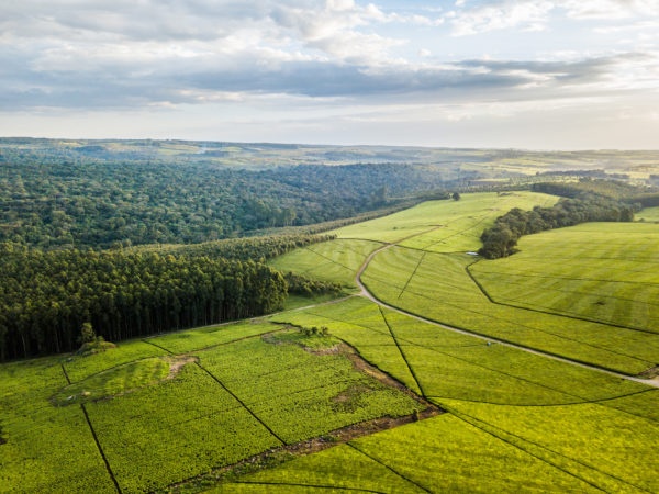 12Tree invests $100 million in restoring and protecting 17,000 hectares