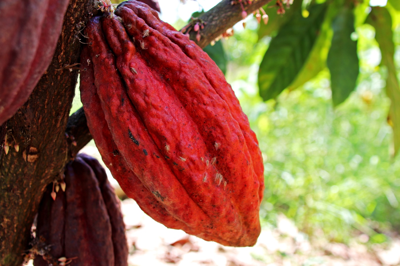 Brazil and Peru trade expertise on cocoa agroforestry in first-ever exchange
