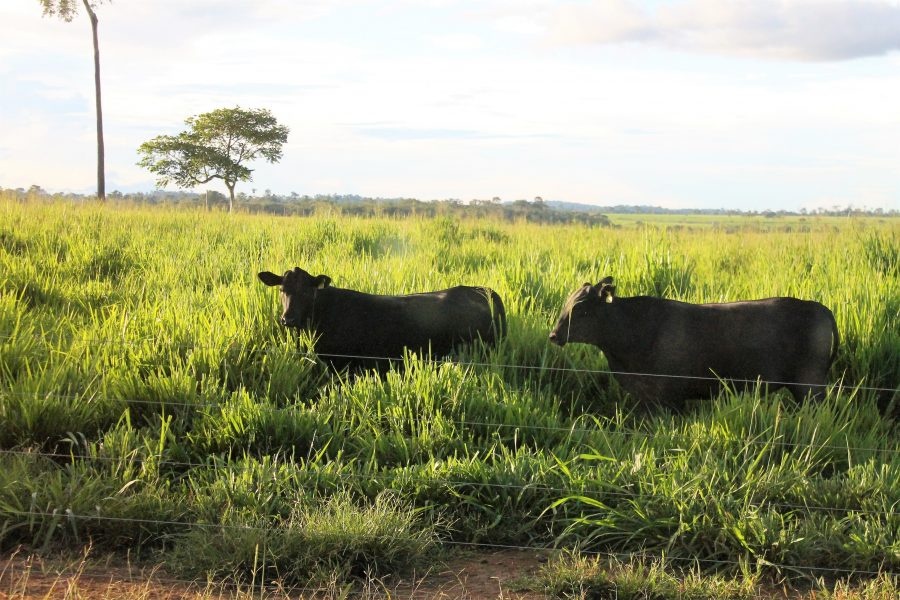 These 5 foods are helping restore Latin America and the Caribbean