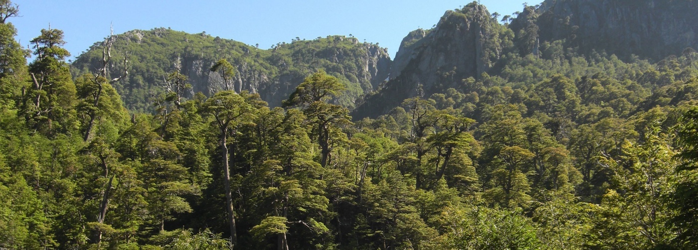 Chile en la COP25: Combatir el Cambio Climático Restaurando Tierra Degradada