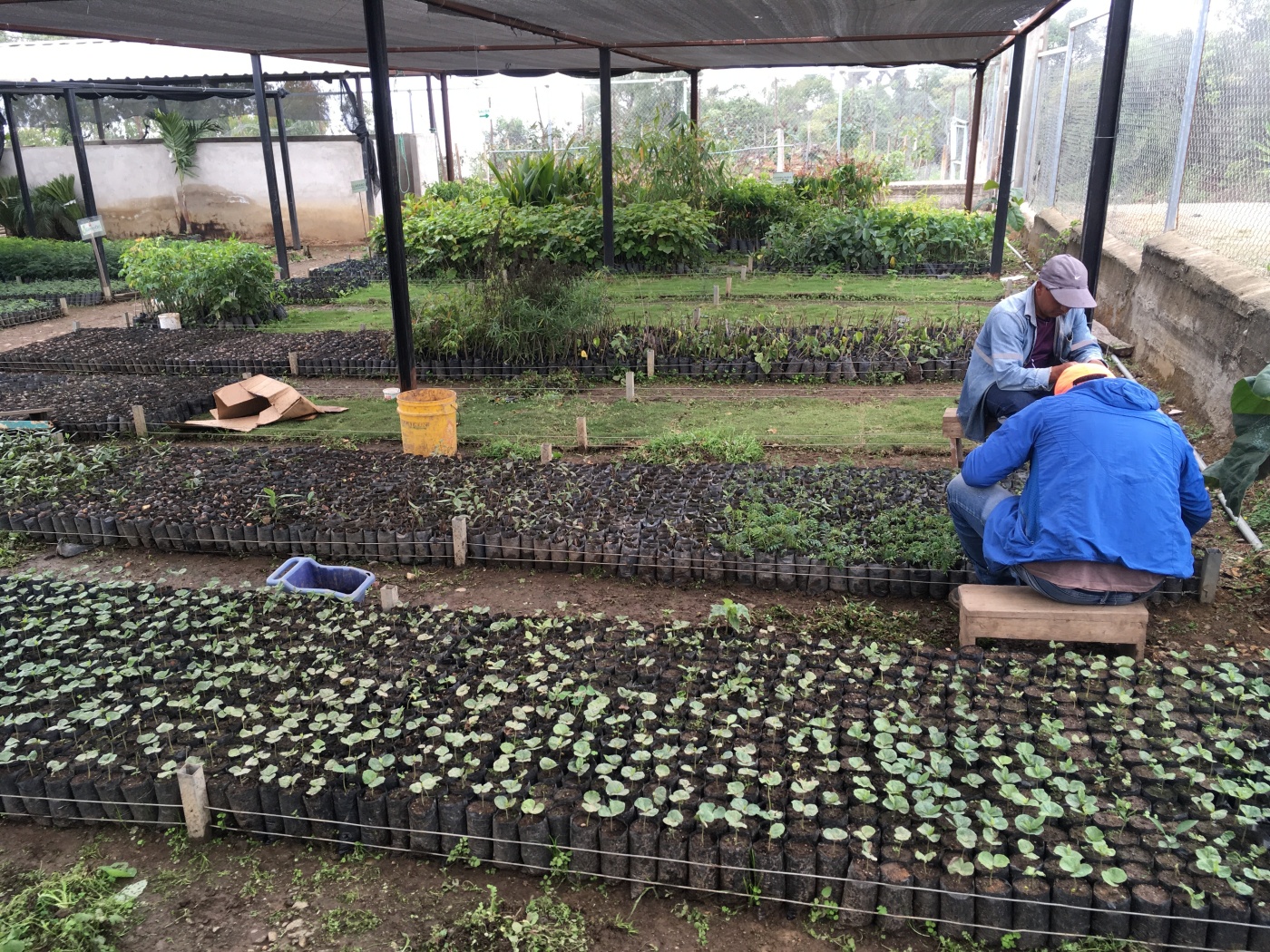 bosque seco - municipal nursery