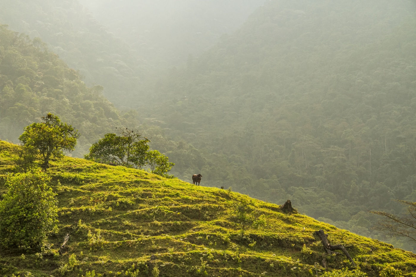 Colombia Avanza hacia la Neutralidad de Emisiones de Carbono con la Lucha contra la Deforestación y la Restauración de Paisajes como Enfoque Fundamental