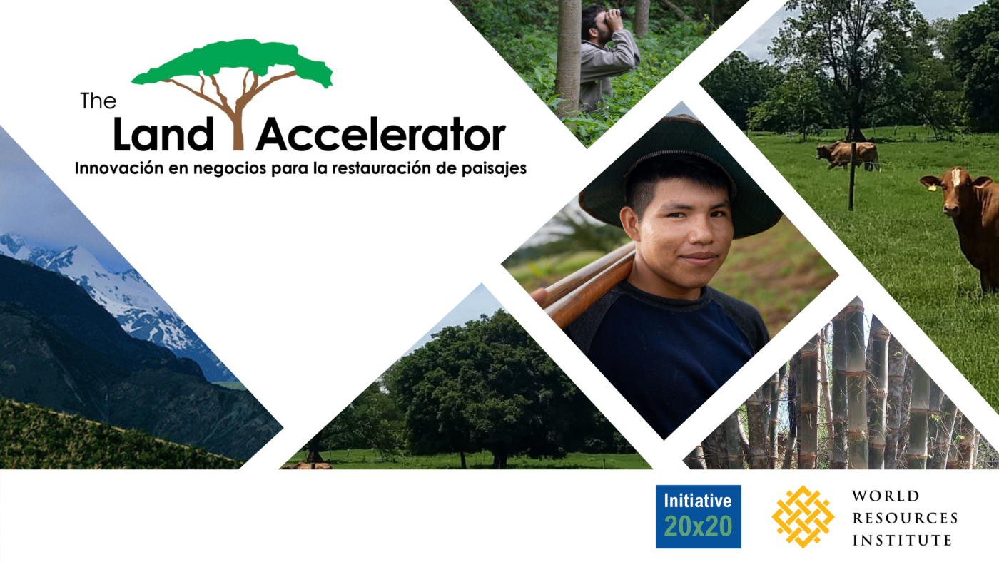 Conozca a 15 emprendedores que restauran bosques y paisajes degradados en América Latina