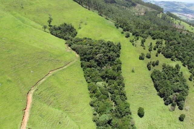 Brazil’s Forests Are Being Restored — Now We Can See Where