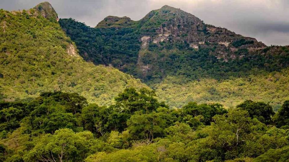 Ocho empresas trabajan para salvar el bosque seco tropical en Colombia