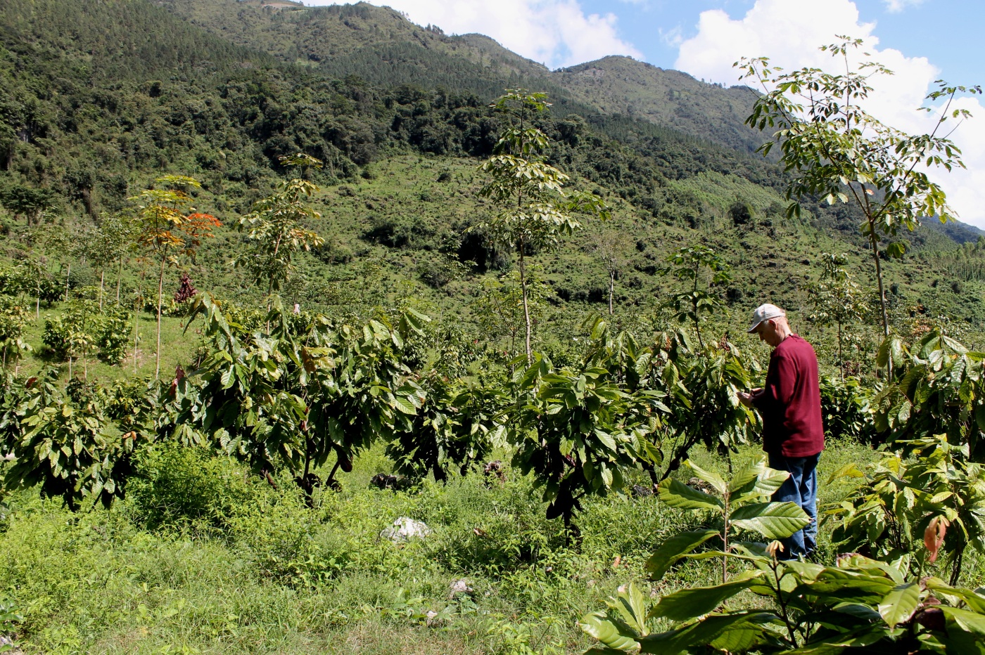 Hot topics in governance for forests and trees: Towards a (just) transformative research agenda