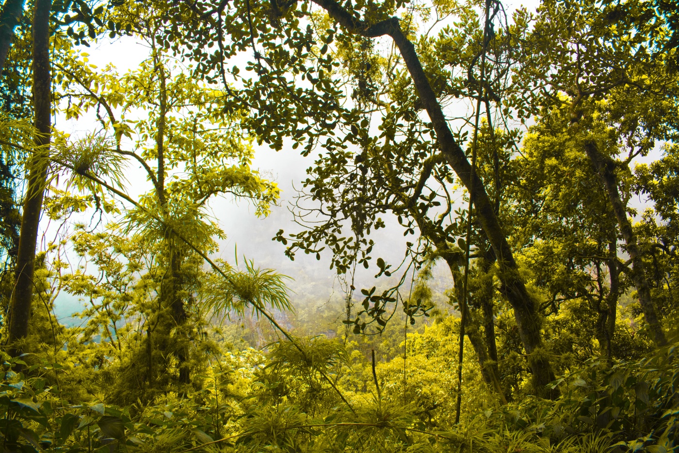 A comprehensive calibration and validation of SWAT-T using local datasets, evapotranspiration and streamflow in a tropical montane cloud forest area with permeable substrate in central Veracruz, Mexico