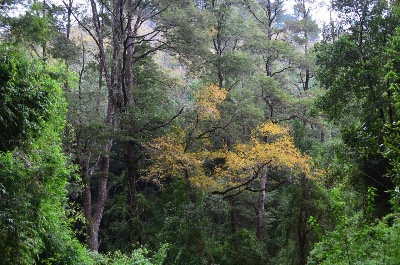 El Parque Nacional Nonguén, Chile