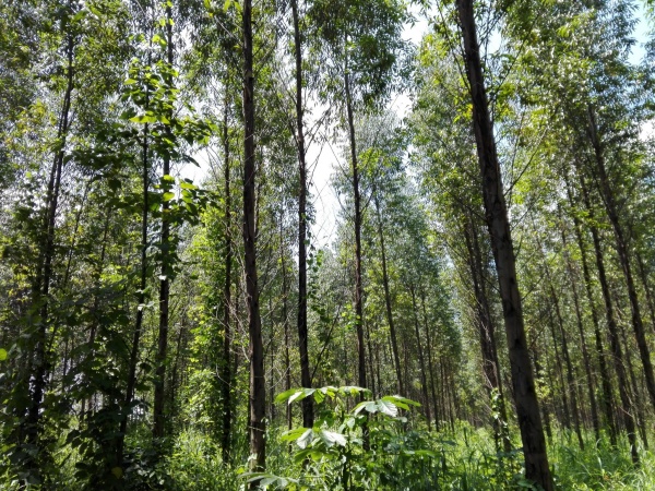 Curso nacional sobre restaruacion del paisaje forestal de Guatemala 2018