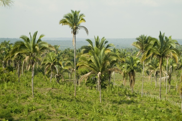 Nature for Climate Action: Latin American Perspectives on Enhancing and Implementing NDCs