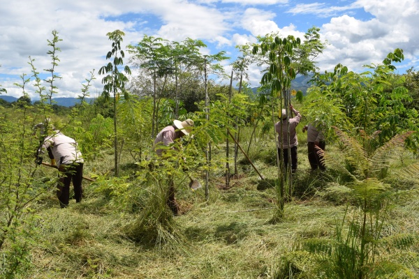 Business Breakfast: Scaling-up investments in Landscape Restoration