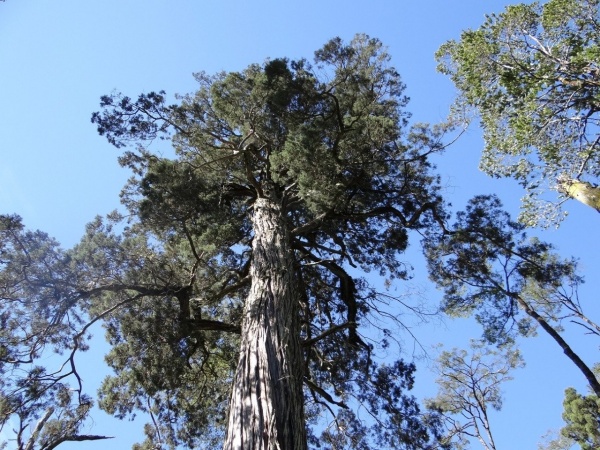 COP 25-Sponsored Event: Landscape Restoration Investment Roundtable 