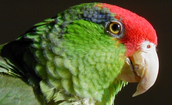 WEBINAR: Amenazas a especies de loros en peligro de extinción en América Central