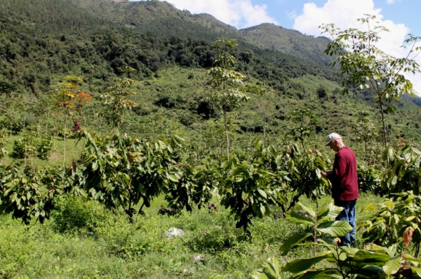 Webinar: Achieving Economic Development through Land Restoration 