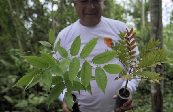 sapling with man
