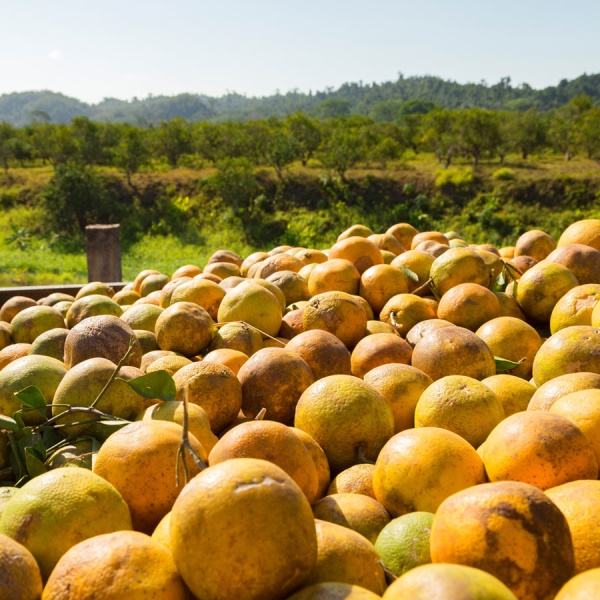 Incentivos públicos para la agricultura baja de carbono: diálogo de políticas